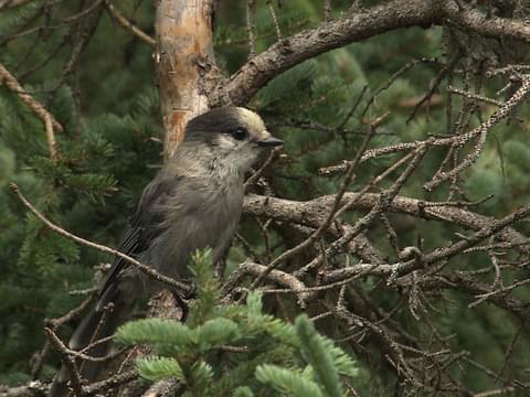 Canada Jay Identification, All About Birds, Cornell Lab of Ornithology