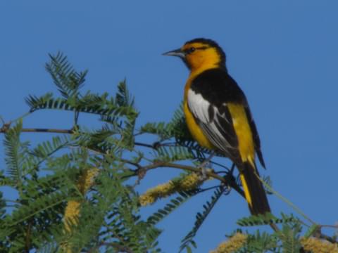 Bullock's Oriole Identification, All About Birds, Cornell Lab of Ornithology