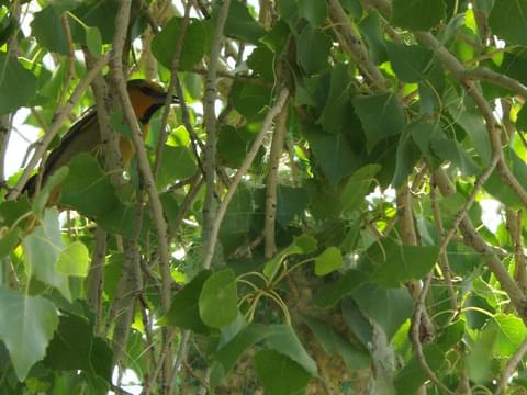 Bullock's Oriole (Birds of Wild Basin) · iNaturalist