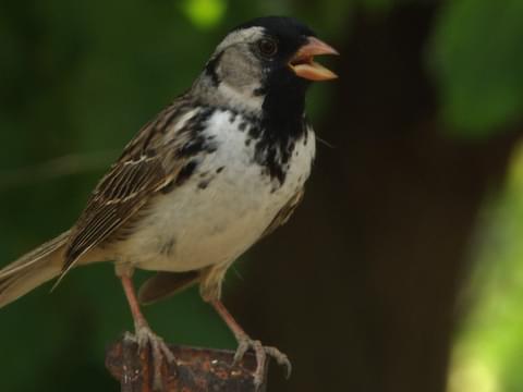 Harris's Sparrow Identification, All About Birds, Cornell Lab of Ornithology