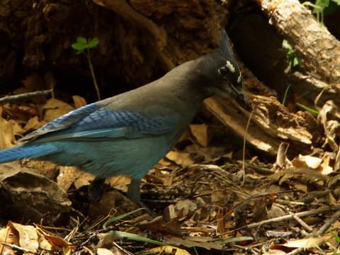 Schiess: Stellar's Jays: smarter than your average bird - East Idaho News