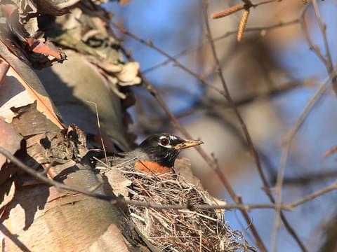 American Robin Identification, All About Birds, Cornell Lab of