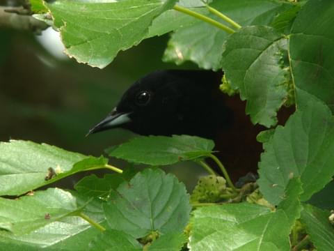 Bird Bio: Baltimore & Orchard Oriole — The Wood Thrush Shop