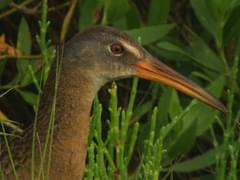 Clapper rail - Climate Adaptation Explorer