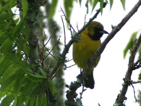 Differences Between Baltimore and Orchard Orioles: An Identification Primer  - Avian Report