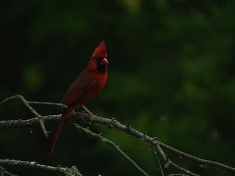 Northern Cardinal Identification, All About Birds, Cornell Lab of  Ornithology