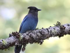 California NatureMapping - Steller's Jay Fact Sheet