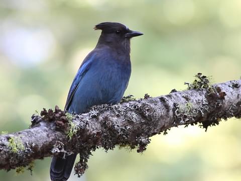 Meet the Steller's Jay: Clever Black and Blue Birds