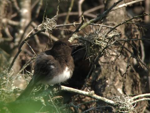 Black Phoebe Identification, All About Birds, Cornell Lab of