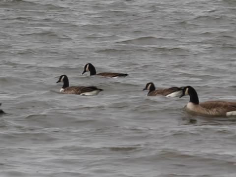 Cackling Goose Identification, All About Birds, Cornell Lab of