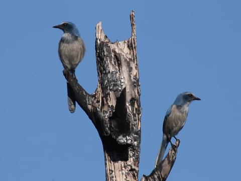 Florida Scrub-Jay Identification, All About Birds, Cornell Lab of  Ornithology