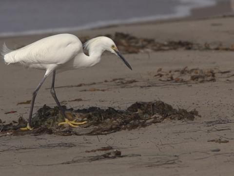 Similar Species to Snowy Egret, All About Birds, Cornell Lab of Ornithology