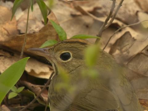 Carte topographique Ovenbird Tampon de souris Belgium