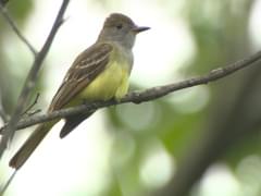 Great Crested Flycatcher Identification, All About Birds, Cornell Lab of  Ornithology