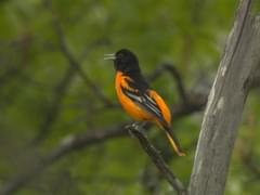 10. Favorite Summer Game: Baltimore Orioles Baseball Bird - Bing Images   Baltimore orioles baseball, Baltimore orioles, Baltimore orioles birds