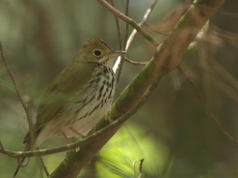 Carte topographique Ovenbird Tampon de souris Belgium