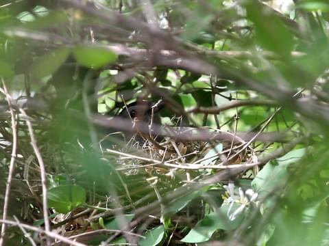 Gray Catbird Identification, All About Birds, Cornell Lab of Ornithology