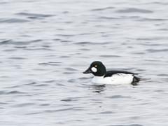 Goldeneye, Diving Duck, Wintering & Migration