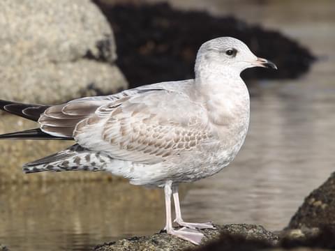 Gulls of europe asia and north america