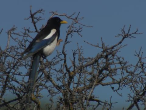 Black-billed Magpie Identification, All About Birds, Cornell Lab