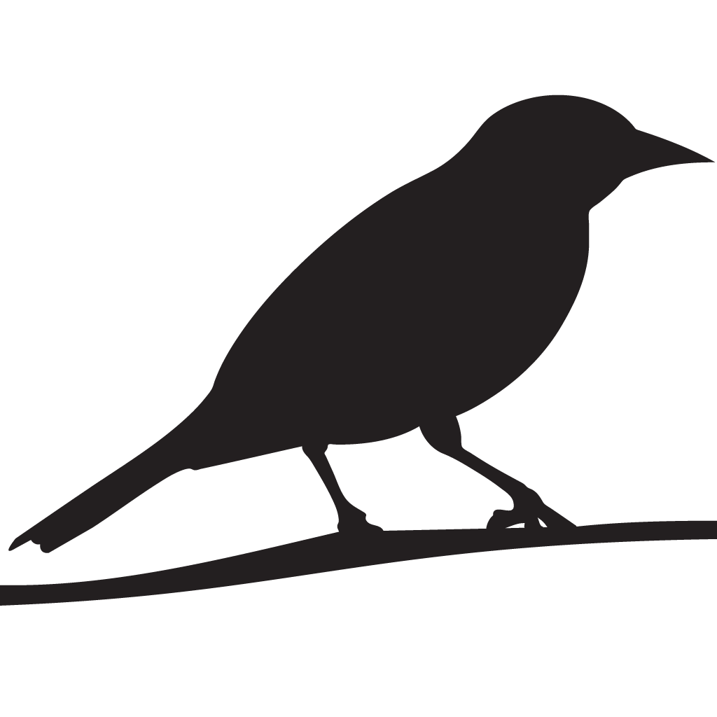 Oriole de Baltimore — Wikipédia