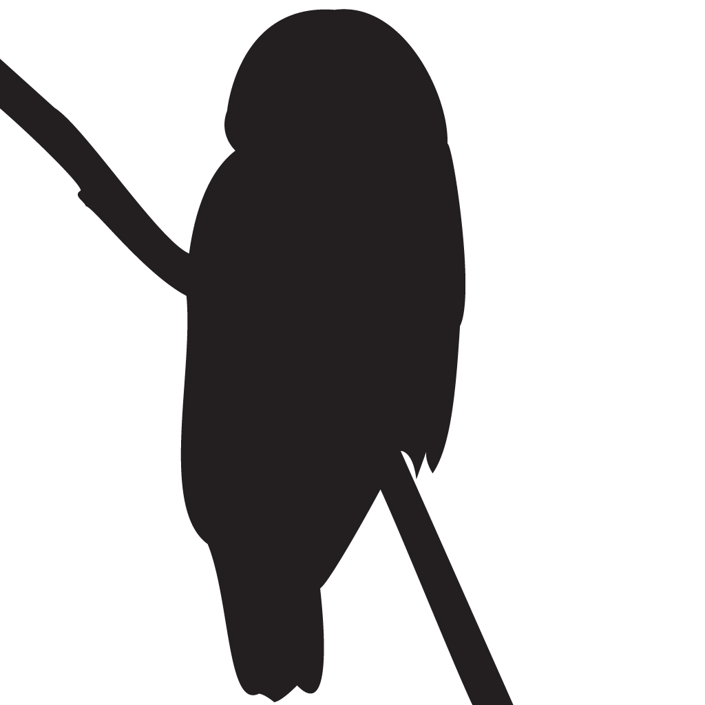 Owls Silhouette