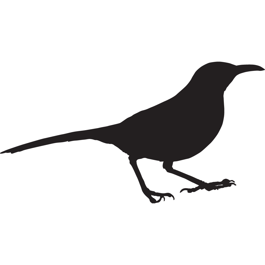 Black Thrasher Bird