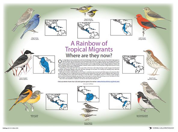 Tropical Bird Biology