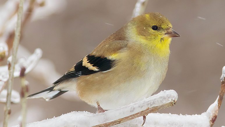 The Goldfinches At My Feeder Are Starting To Look Dull And Patchy. What 