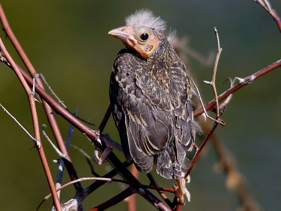 8 different types of birds' nests – Learn the Birds