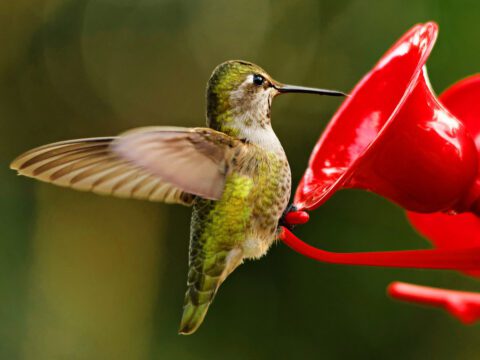 A little green bird with its wings open, at a red feeder.