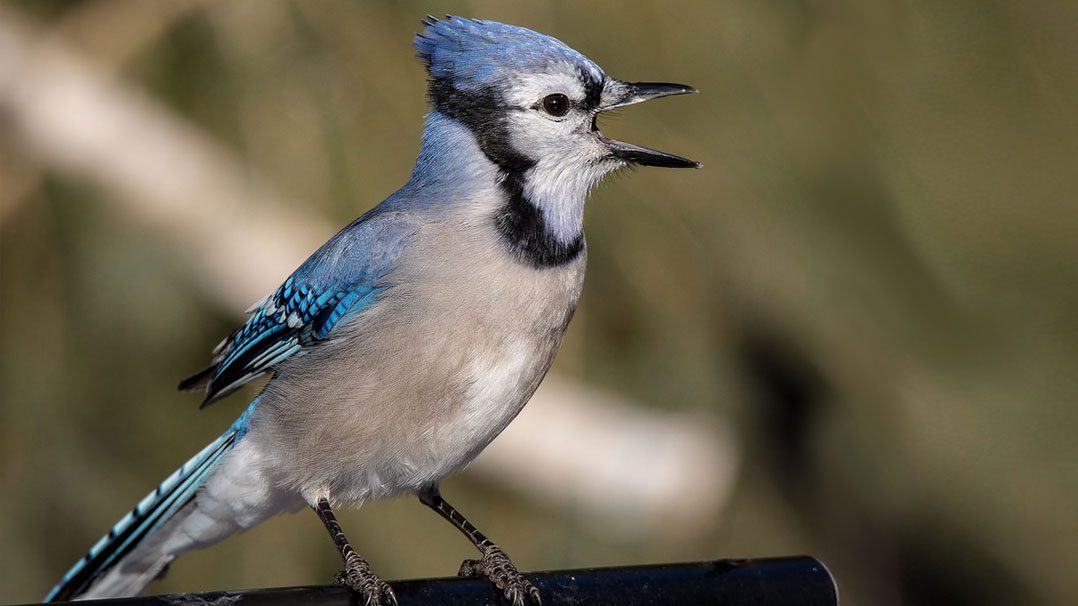 Meet the blue jay, the intelligent rascal of the bird world