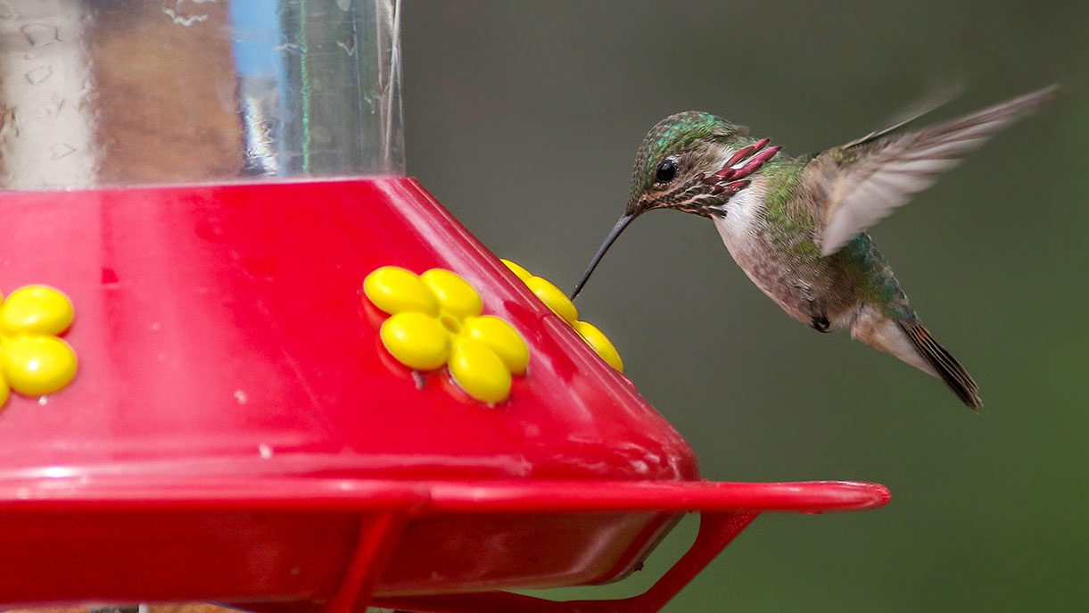 hummingbird feed