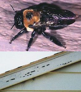 An adult carpenter bee and woodpecker damage due to foraging for carpenter bee larva on fascia boards of a house.