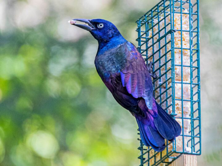 Where to Put Your Bird Feeder  All About Birds All About Birds