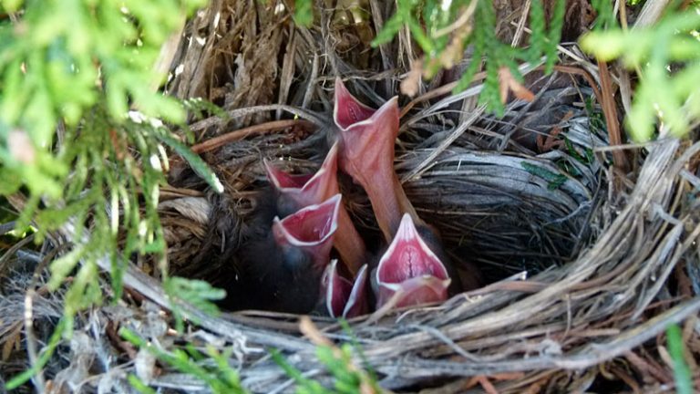 What's the Best Way to Watch a Nest Without Disturbing the Parents or ...