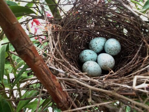 Bird Nest Removal: Do's and Don'ts