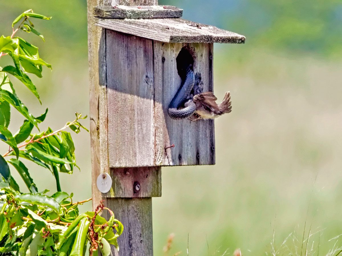 8 types of birds' nests - Cottage Life