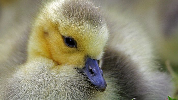 22 Pictures of Super Cute Baby Birds You Need to See - Birds and
