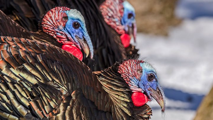 Turkey Feathers - Bird Watching Academy