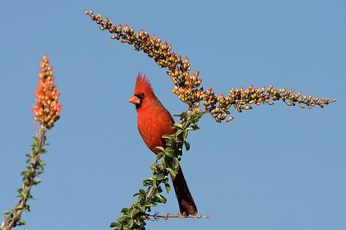 Which Birds Could Lure You Around the World?