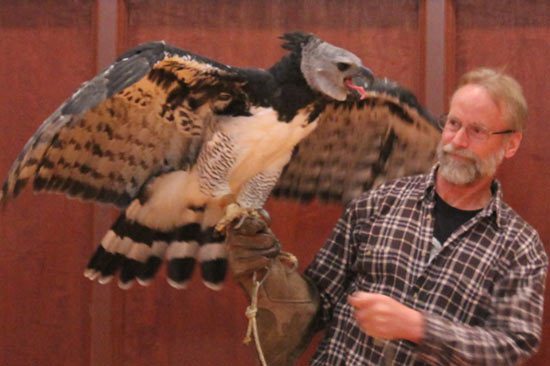 Just How Big And Powerful Is The Harpy Eagle?