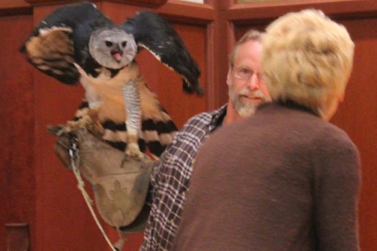 Harpy Eagle sighted at Cornell Lab!