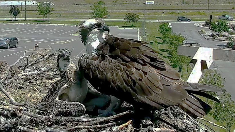 osprey bird cam