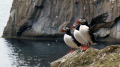Atlantic Puffin Overview, All About Birds, Cornell Lab of Ornithology