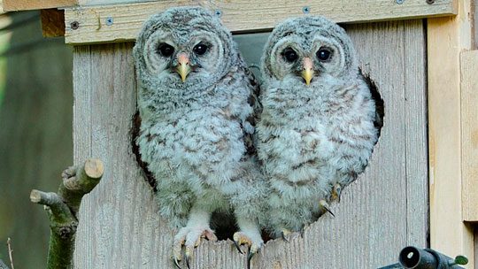 Bird Cams FAQ: Barred Owl Nest | All About Birds All About Birds