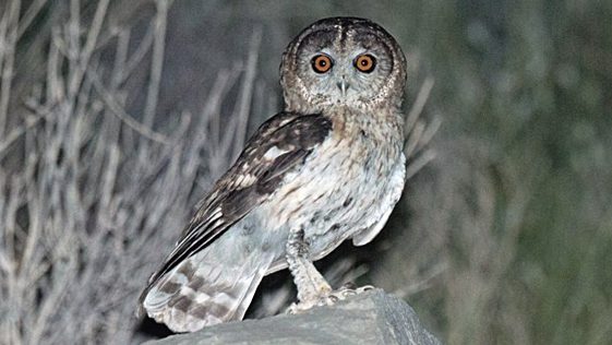 Omani Owl by Arnoud B. Van Den Berg