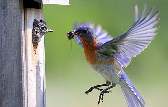 First-Ever Bluebird Twins Found Via Project NestWatch—Plus More