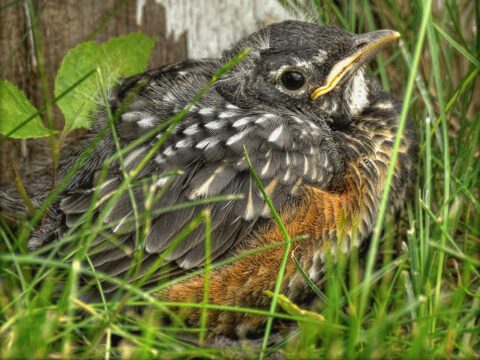 How to offer birds nesting material - David Suzuki Foundation
