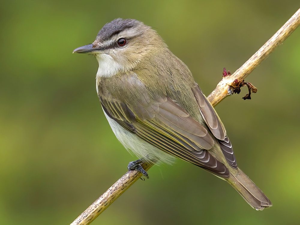 Four Keys to Bird Identification | All About Birds